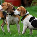 IVIA Stainless Steel Dog Tag Clips - 2 Pack