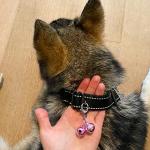 Cute Cat Bell Charm and Dog Tag Clips Set