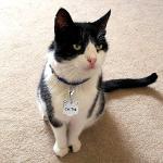 IVIA Stainless Steel Dog Tag Clips - 2 Pack