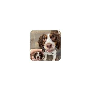 Custom Photo Keychain for Pets - 2 Pack