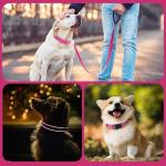 Kuley AirTag Dog Collar and Reflective Leash Set