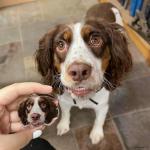 Custom Photo Keychain for Pets - 2 Pack