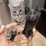Custom Photo Keychain for Pets - 2 Pack