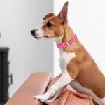 Heavy Duty Waterproof Dog Collar in Passionfruit Pink