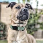 Waterproof Dog Collar with Quick Release Buckle