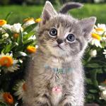 Cute Cat Bell Charm and Dog Tag Clips Set