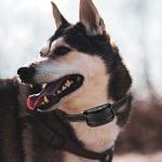 Adjustable Reflective Nylon Replacement Collars for Dogs