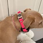 Zeus E-Collar Replacement Bungee Dog Strap - Black