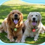 20 Dog Tag Silencers with Rings - White Paw Design