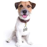 DORUI Pet ID Tag Clips - 2 Pack Gold