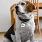 Personalized Stainless Steel Pet ID Tags - Cute Designs