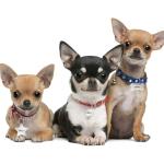 Personalized Stainless Steel Pet ID Tags - Cute Designs