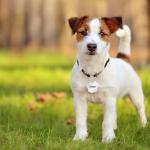 Personalized Stainless Steel Pet ID Tags - Cute Designs