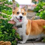 30 Pcs Personalized Stainless Steel Pet ID Tags