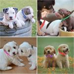 12 Pack Adjustable Puppy ID Collars