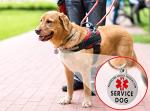 Double-Sided Service Dog ID Tag with Alert Symbol