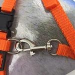 Adjustable Cat Harness and Leash Set - 2 Pack