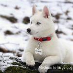 IVIA Stainless Steel Dog Tag Clips - 3 Pack