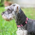 Joytale Adjustable Reflective Dog Collar for Large Dogs