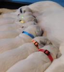 Soft Nylon Adjustable ID Collars for Puppies