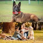 Custom Engraved Dog Collars with Reflective Nylon