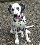 LuckyPet Klippy Quick Clip Pet ID Tag Holders