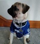 LuckyPet Klippy Quick Clip Pet ID Tag Holders