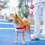 Adjustable No Pull Dog Harness with Leash Clips