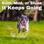 Custom GPS Dog Collar with Safe Zone & App