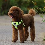 Truelove Anti-Pull Step-In Dog Harness - Neon Yellow