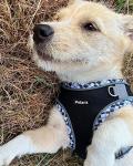 No Pull Dog Harness and Leash Set for Small Dogs