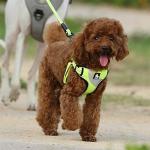 Truelove Anti-Pull Step-In Dog Harness - Neon Yellow