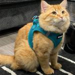 Adjustable All-Weather Step-In Pet Harness - Turquoise