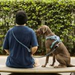 Hands-Free Reflective Dog Leash for Running