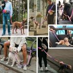 Hands-Free Bungee Dog Leash with Pouch