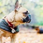 Stainless Steel QR Code Pet ID Tags