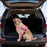 Personalized Dog Harness with Name & Phone Number