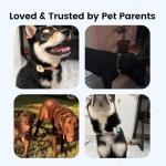 Heart-Shaped QR Code Dog Tags - Personalized & Waterproof