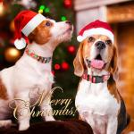 Christmas Dog Collar Set for Medium Dogs