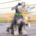 Reflective Neoprene Dog Collar with ID Tag - Green