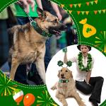 St. Patrick's Day Dog Collars - 6 Pack