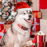 Christmas Dog Collar Set for Medium Dogs