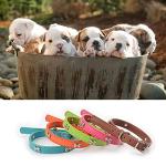 Adjustable Leather ID Collars for Dogs and Cats