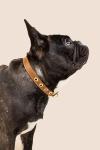 Cactus Vegan Leather Dog Collar with Gold Hardware