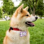 Personalized Glitter Dog Name Tag - Pink Bone