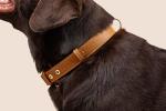Cactus Vegan Leather Dog Collar with Gold Hardware