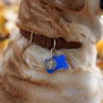 St. Francis Pet Medal Set for Dog Collars