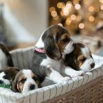 Colorful Adjustable ID Collars for Puppies