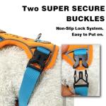 Personalized No Pull Dog Harness with Name