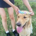 Colorful 5ft Braided Cotton Dog Leash